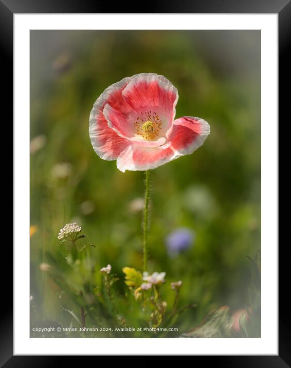 Pink Poppy Landscape in Cotswolds Framed Mounted Print by Simon Johnson