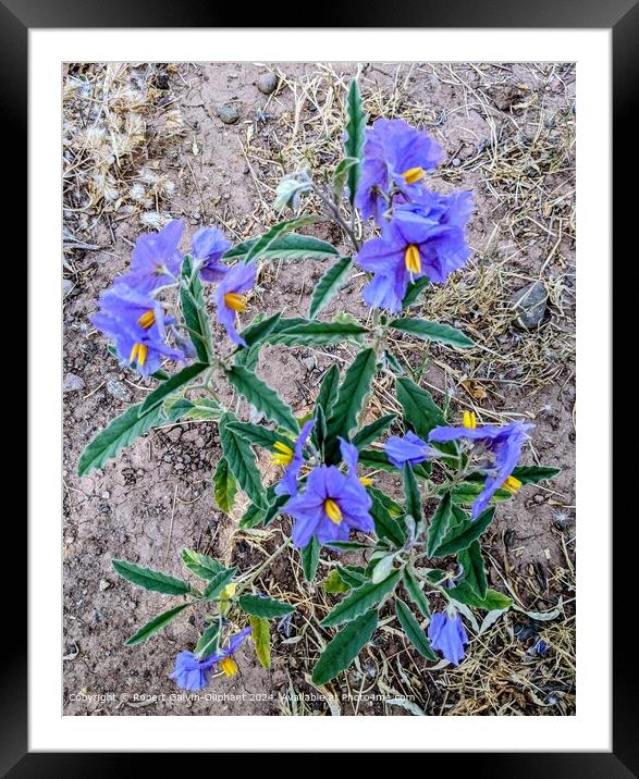 Blue Wildflowers in Moroccan Landscape Framed Mounted Print by Robert Galvin-Oliphant