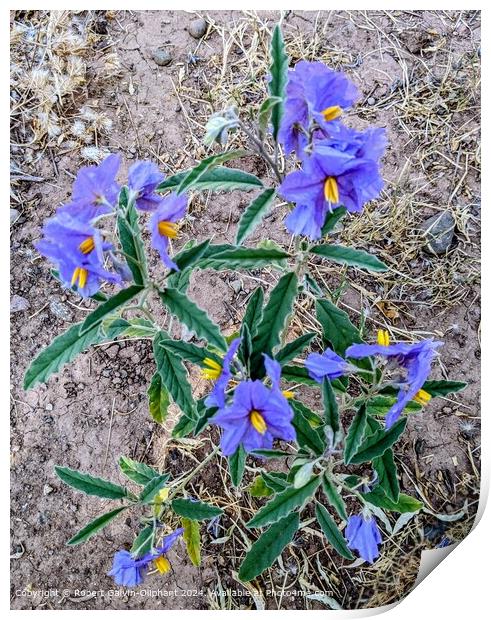Blue Wildflowers in Moroccan Landscape Print by Robert Galvin-Oliphant