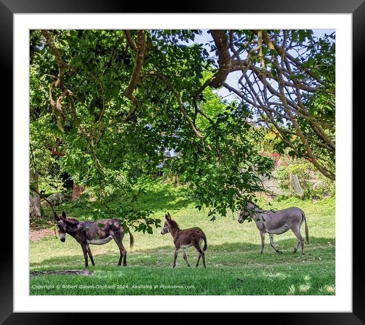 Nevis Island Donkeys in Lush Vegetation Framed Mounted Print by Robert Galvin-Oliphant