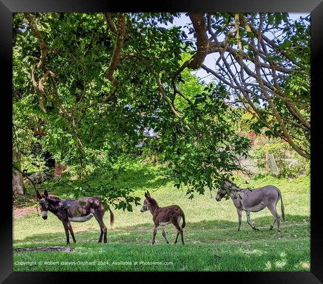 Nevis Island Donkeys in Lush Vegetation Framed Print by Robert Galvin-Oliphant