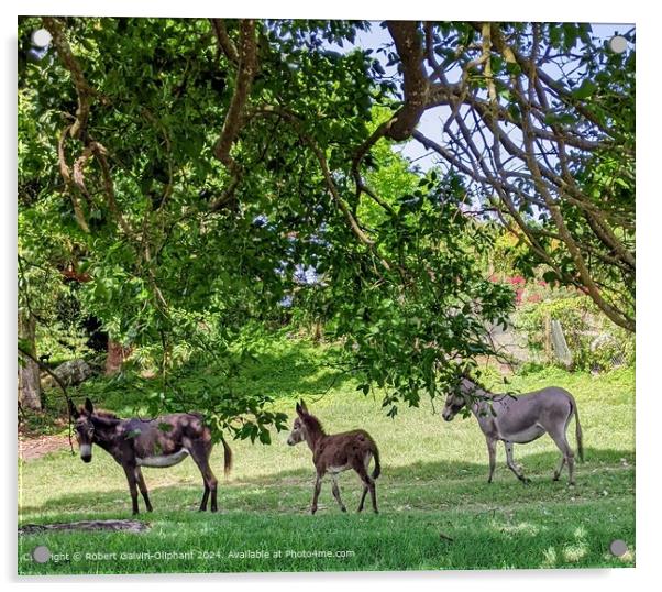 Nevis Island Donkeys in Lush Vegetation Acrylic by Robert Galvin-Oliphant