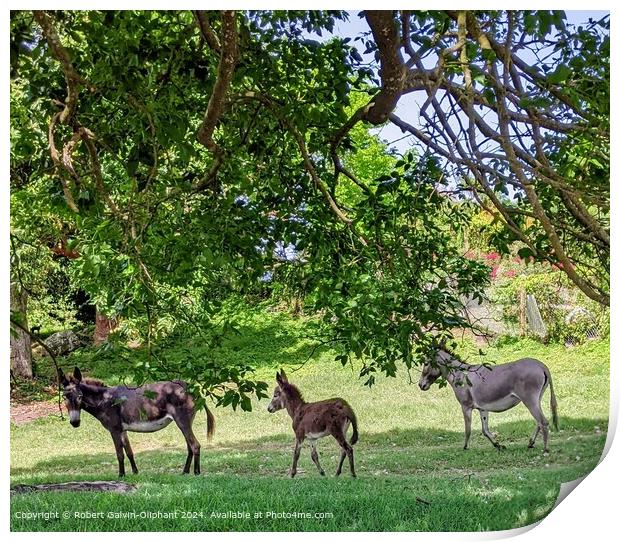Nevis Island Donkeys in Lush Vegetation Print by Robert Galvin-Oliphant