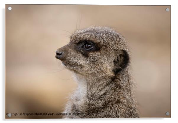 Meerkat Guardian Portrait Acrylic by Stephen Chadbond