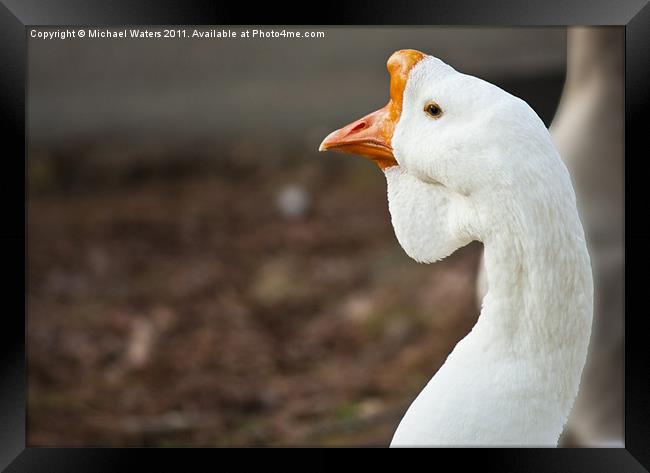 The Ugly Duckling Framed Print by Michael Waters Photography