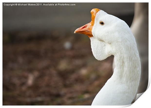The Ugly Duckling Print by Michael Waters Photography