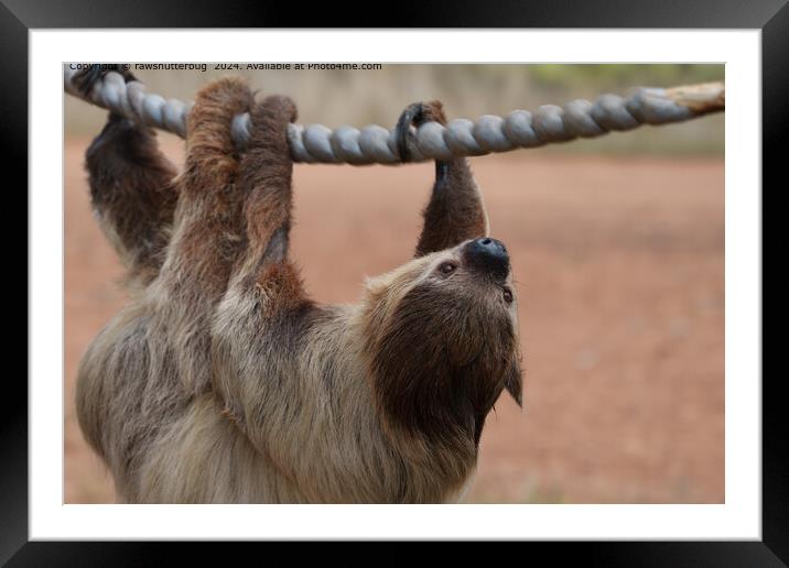 Serene Sloth Relaxing in Tree Framed Mounted Print by rawshutterbug 