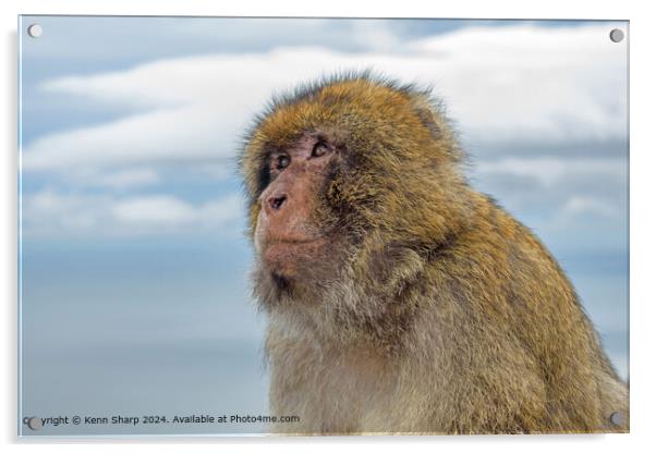 Portrait of a Barbary Ape  Acrylic by Kenn Sharp