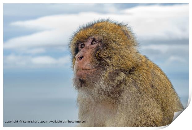 Portrait of a Barbary Ape  Print by Kenn Sharp