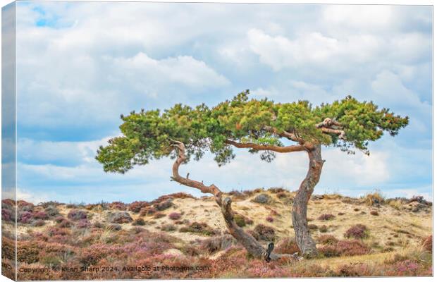 Two Twisting Trees against the sky in the Sandbanks Dunes Canvas Print by Kenn Sharp