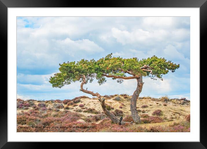 Two Twisting Trees against the sky in the Sandbanks Dunes Framed Mounted Print by Kenn Sharp