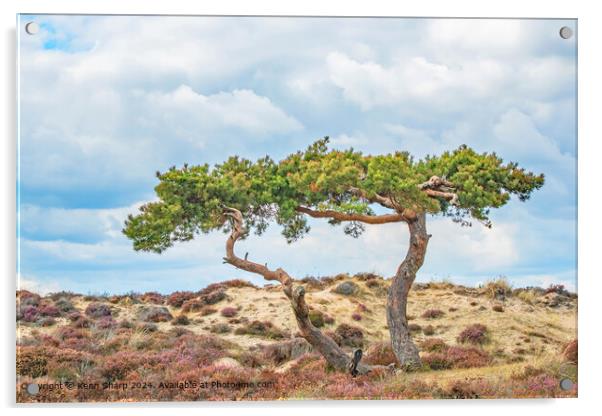 Two Twisting Trees against the sky in the Sandbanks Dunes Acrylic by Kenn Sharp
