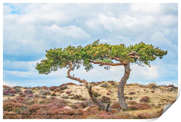 Two Twisting Trees against the sky in the Sandbanks Dunes Print by Kenn Sharp