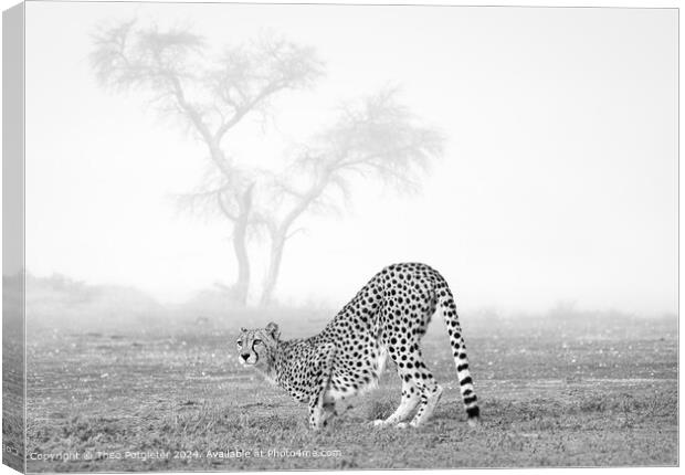 Cheetah at the waterhole in Africa Canvas Print by Theo Potgieter