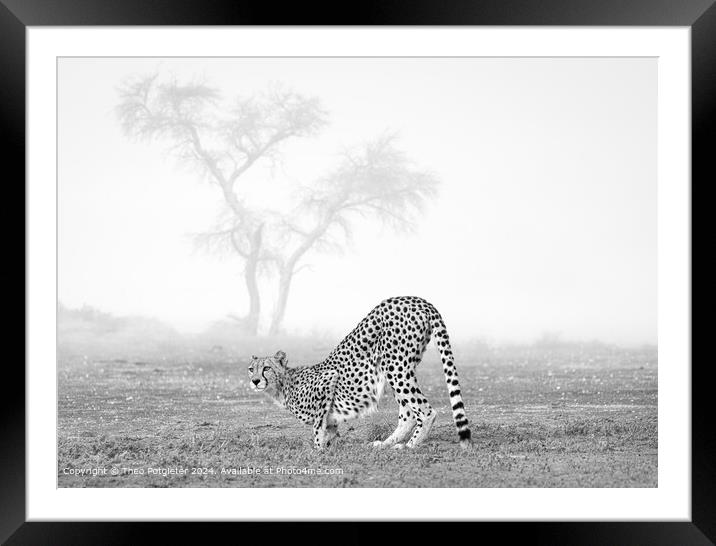 Cheetah at the waterhole in Africa Framed Mounted Print by Theo Potgieter