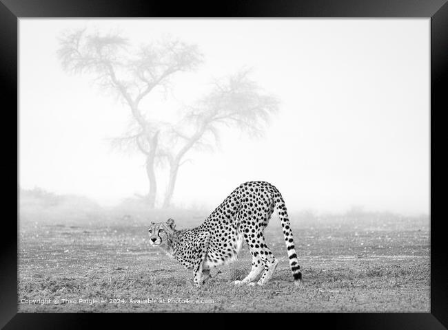 Cheetah at the waterhole in Africa Framed Print by Theo Potgieter