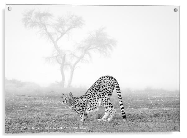 Cheetah at the waterhole in Africa Acrylic by Theo Potgieter