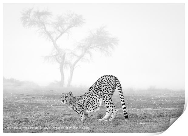 Cheetah at the waterhole in Africa Print by Theo Potgieter