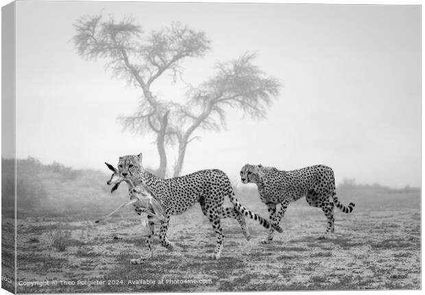 Kgalagadi Cheetahs Hunt Canvas Print by Theo Potgieter