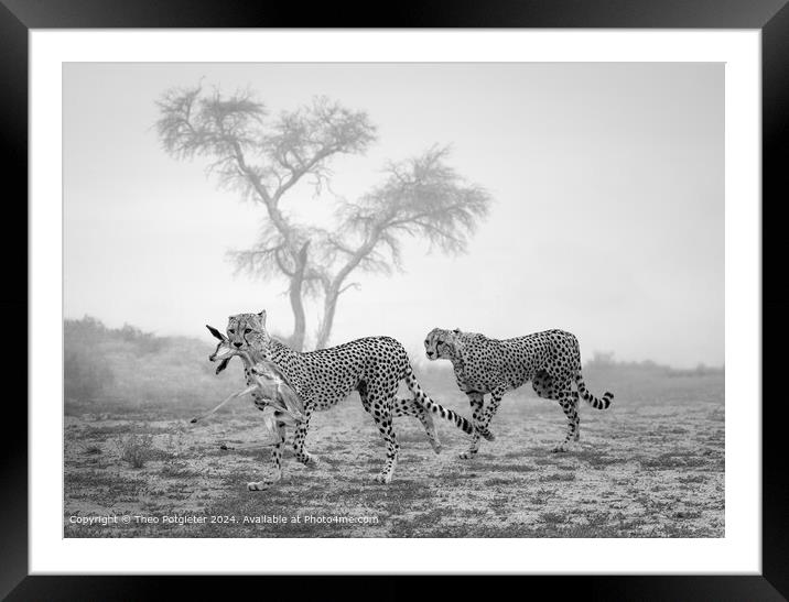 Kgalagadi Cheetahs Hunt Framed Mounted Print by Theo Potgieter