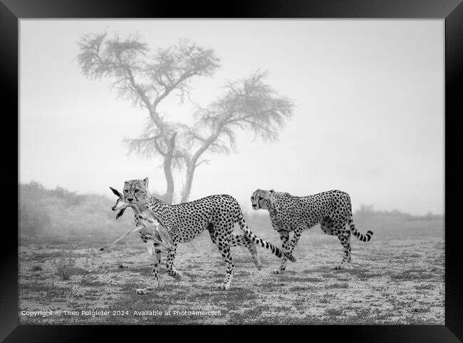Kgalagadi Cheetahs Hunt Framed Print by Theo Potgieter