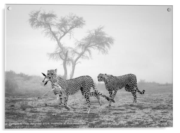 Kgalagadi Cheetahs Hunt Acrylic by Theo Potgieter