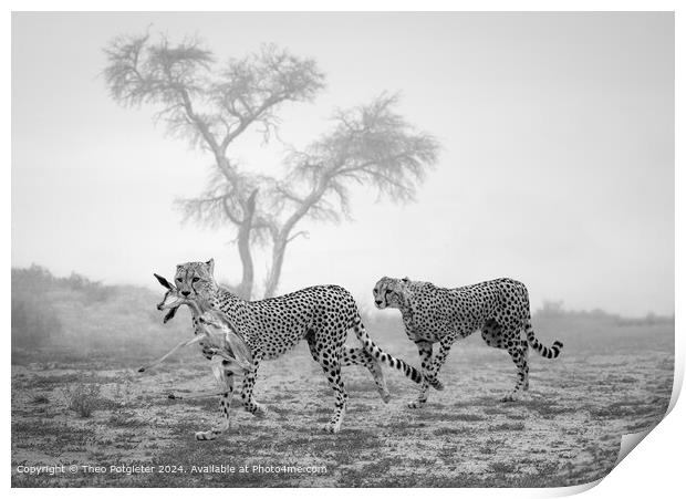 Kgalagadi Cheetahs Hunt Print by Theo Potgieter