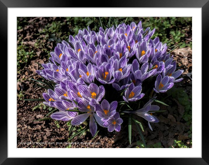 Purple Crocus Spring Flora Framed Mounted Print by Stephen Munn