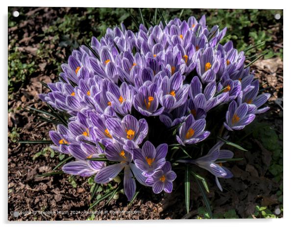Purple Crocus Spring Flora Acrylic by Stephen Munn