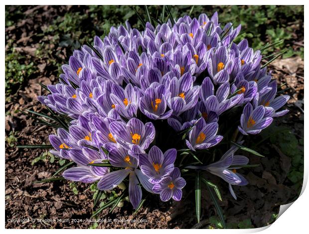 Purple Crocus Spring Flora Print by Stephen Munn