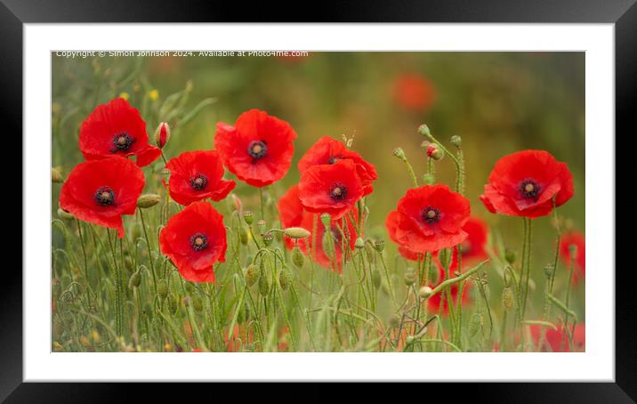 Poppy Row Cotswolds: Vibrant Nature Beauty Framed Mounted Print by Simon Johnson