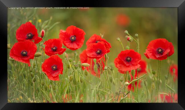 Poppy Row Cotswolds: Vibrant Nature Beauty Framed Print by Simon Johnson