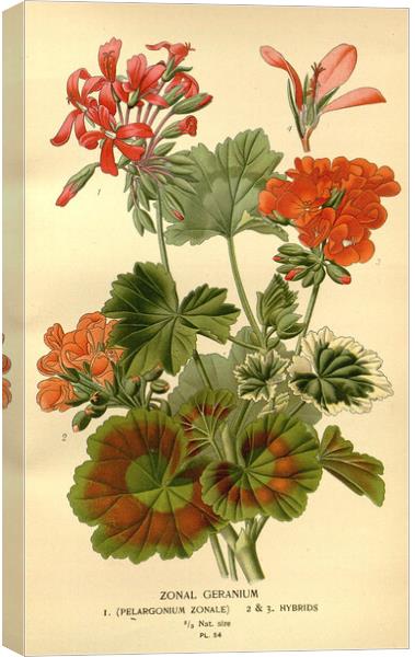 Vintage Botanical Zonal Geranium Floral Illustrati Canvas Print by Fine Art Works