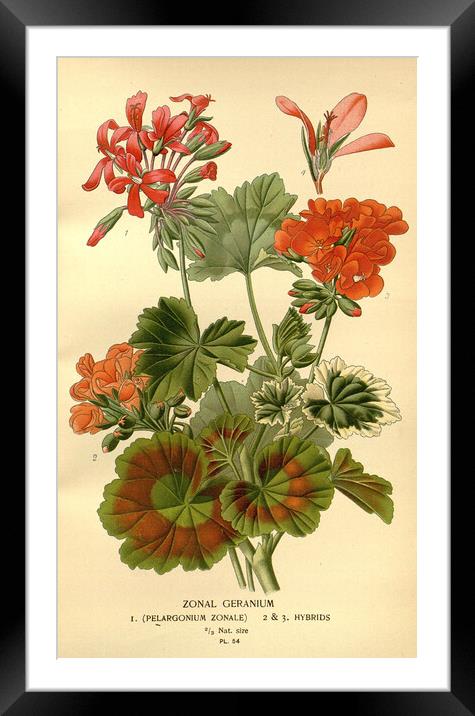 Vintage Botanical Zonal Geranium Floral Illustrati Framed Mounted Print by Fine Art Works
