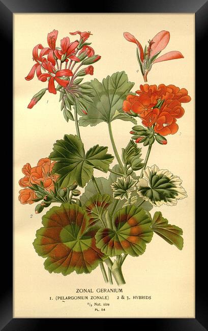 Vintage Botanical Zonal Geranium Floral Illustrati Framed Print by Fine Art Works