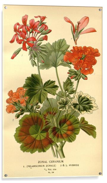 Vintage Botanical Zonal Geranium Floral Illustrati Acrylic by Fine Art Works