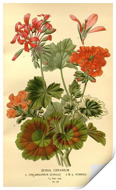 Vintage Botanical Zonal Geranium Floral Illustrati Print by Fine Art Works