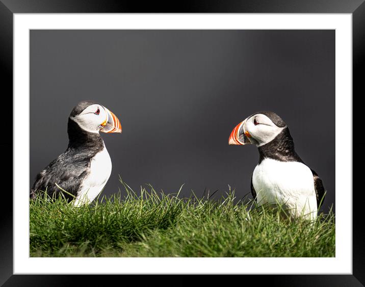  Puffins, Portrait Close-Up Framed Mounted Print by kathy white