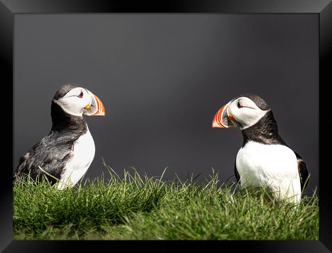  Puffins, Portrait Close-Up Framed Print by kathy white