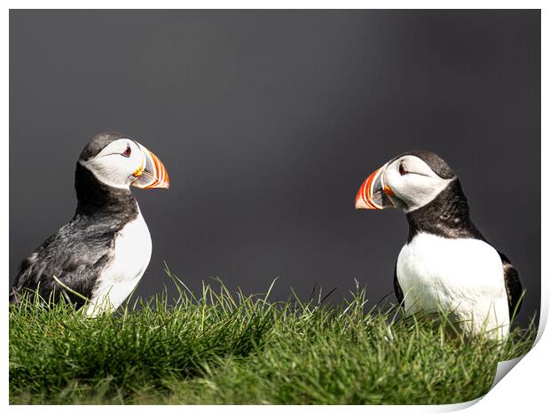  Puffins, Portrait Close-Up Print by kathy white