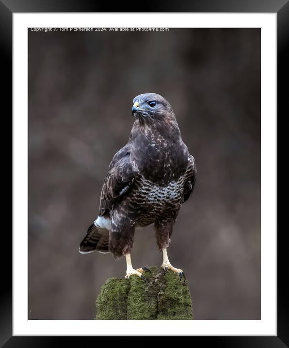 Buzzard Framed Mounted Print by Tom McPherson