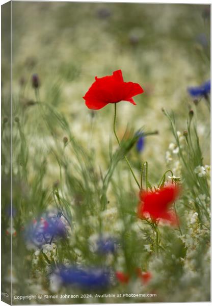 Cotswolds Poppy Flower Close-Up Canvas Print by Simon Johnson