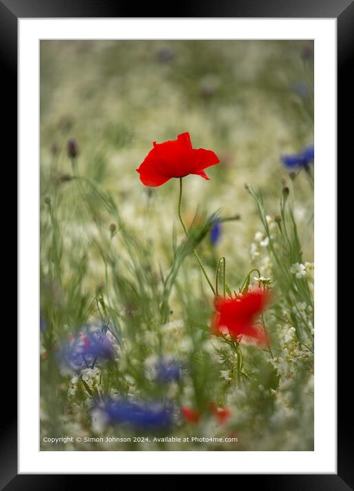 Cotswolds Poppy Flower Close-Up Framed Mounted Print by Simon Johnson