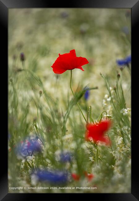 Cotswolds Poppy Flower Close-Up Framed Print by Simon Johnson