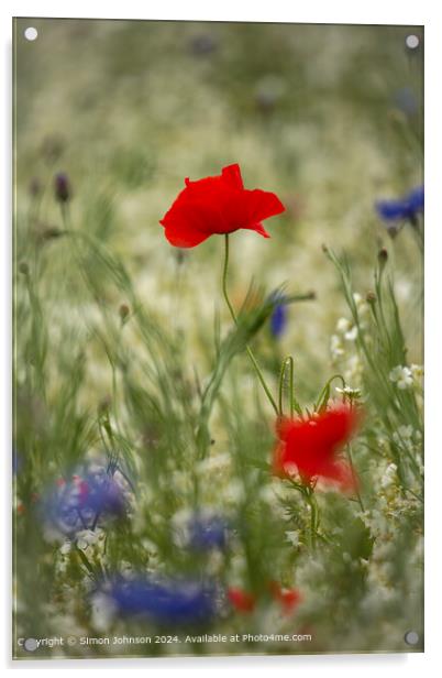Cotswolds Poppy Flower Close-Up Acrylic by Simon Johnson