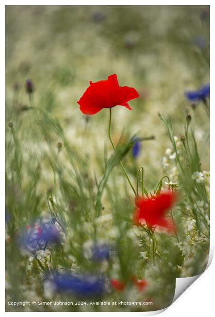 Cotswolds Poppy Flower Close-Up Print by Simon Johnson