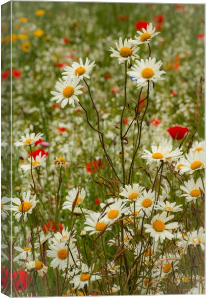 Daisies and Meadow Flowers Cotswolds: Vibrant, Natural, Beauty Canvas Print by Simon Johnson