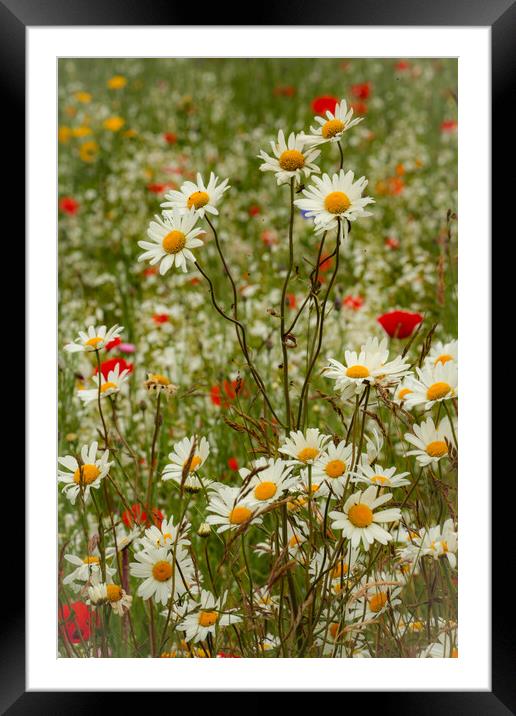 Daisies and Meadow Flowers Cotswolds: Vibrant, Natural, Beauty Framed Mounted Print by Simon Johnson