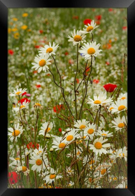 Daisies and Meadow Flowers Cotswolds: Vibrant, Natural, Beauty Framed Print by Simon Johnson