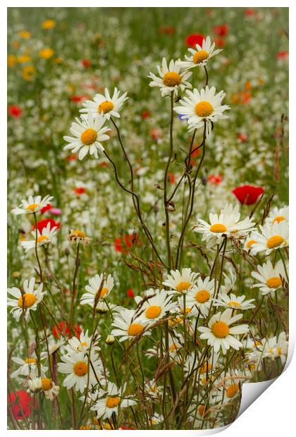 Daisies and Meadow Flowers Cotswolds: Vibrant, Natural, Beauty Print by Simon Johnson